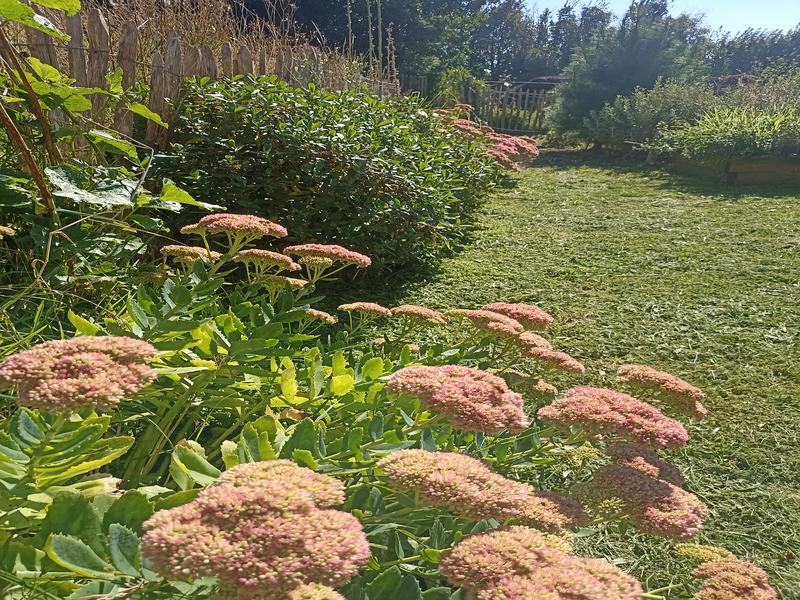 L'Armillaire 27 © laetitiaaudrezet800x600