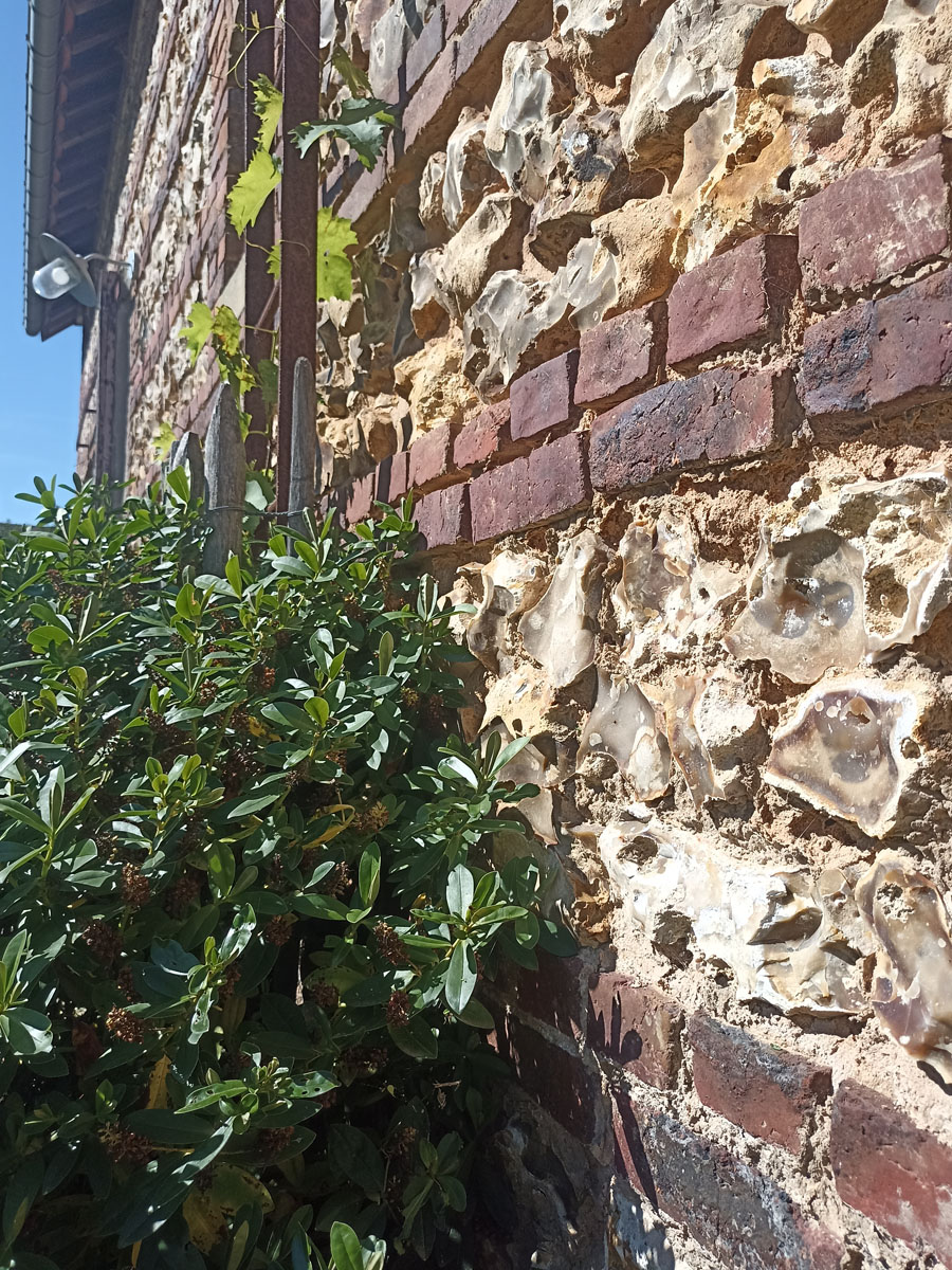 L'Armillaire 30 © laetitiaaudrezet 1200x900