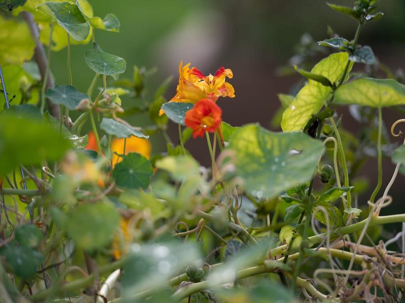 L'Armillaire 6 © laetitiaaudrezet800x600