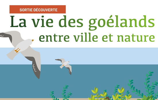 Sortie découverte : La vie des goélands entre ville et nature