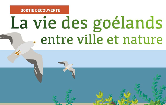 La vie des goélands entre ville et nature - ©Ville du Havre