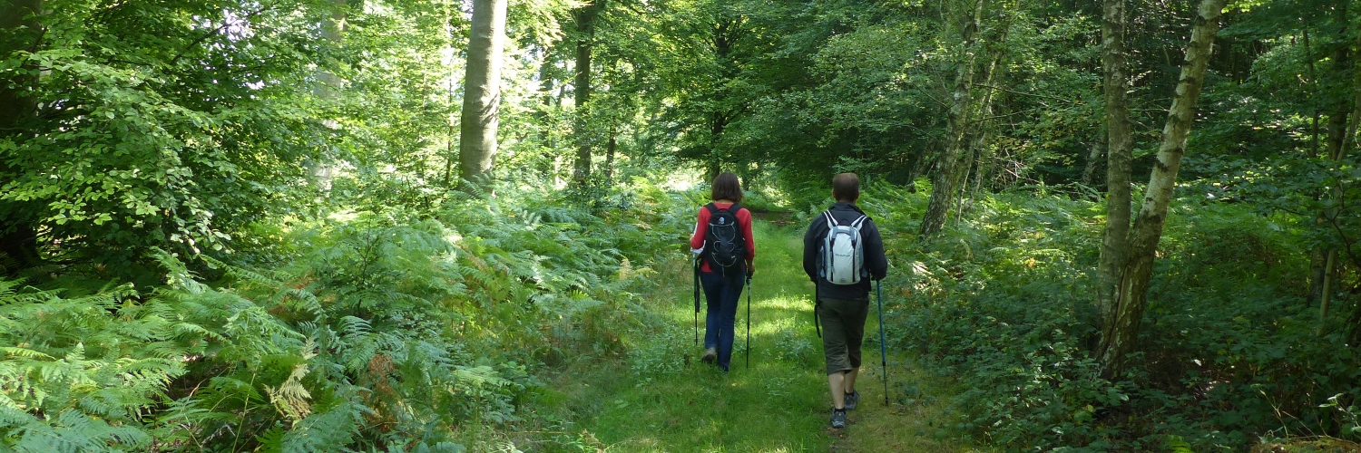 Forêt domaniale de la Londe Rouvray SeineMaritime, La Normandie impressionnante Forêt domaniale de la Londe Rouvray SeineMaritime, La Normandie impressionnante