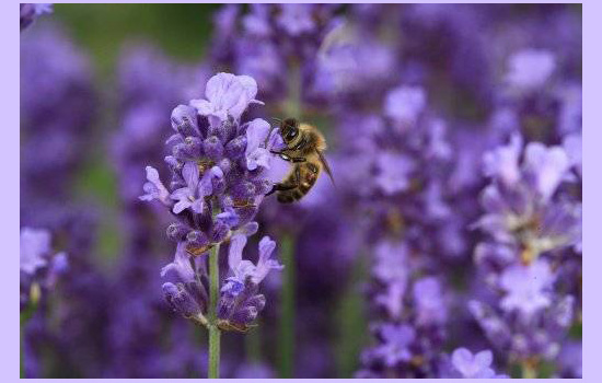 Le monde des abeilles - ©Muséum d'histoire naturelle