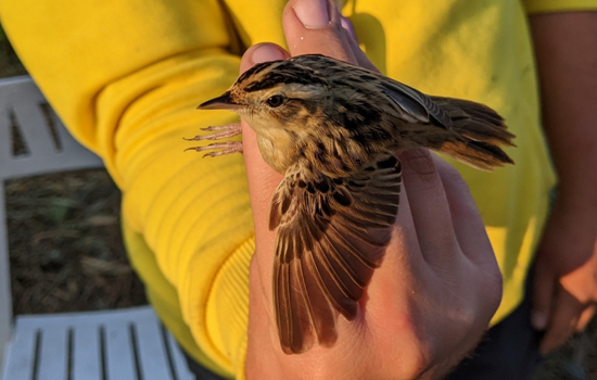 Sortie nature : Nez à bec, rencontre avec les oiseaux des roseaux