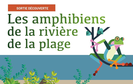 Sortie découverte : Les amphibiens de la rivière de la plage