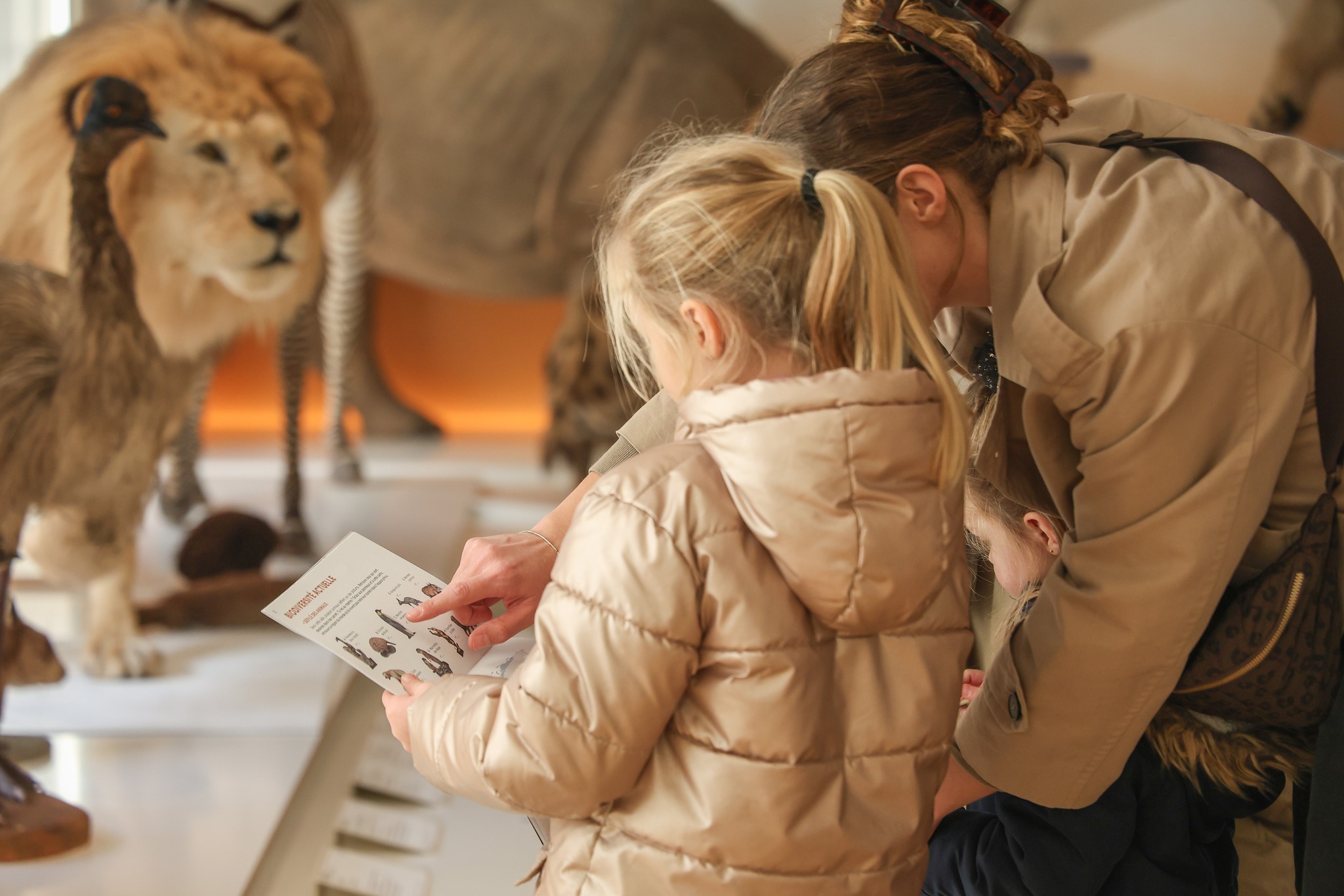 Muséum d'histoire naturelle du Havre
