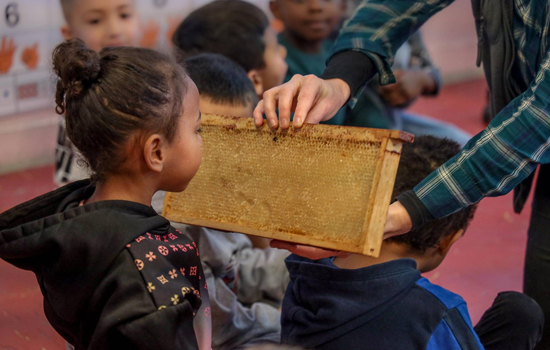 Sortie nature : Le secret des abeilles