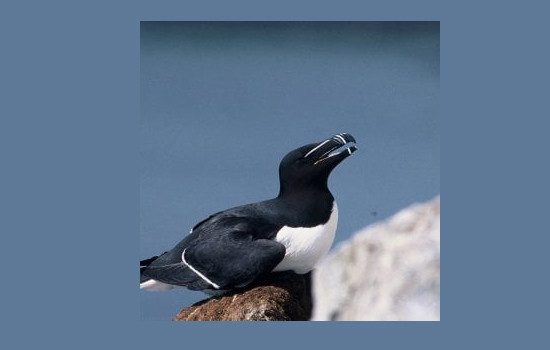 Sortie nature : Des milliers d'oiseaux marins
