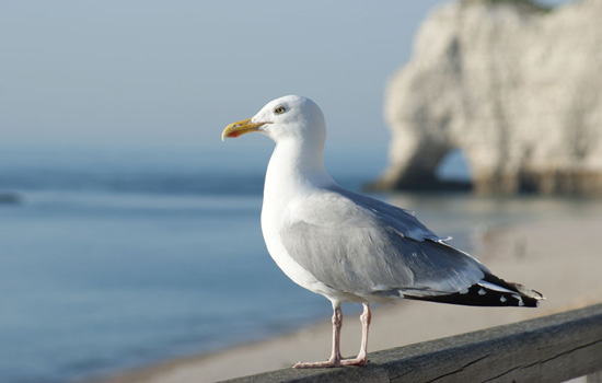 Oiseaux marins