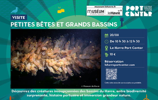 Visite guidée : Petites bêtes et grands bassins