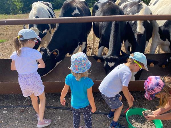 Nourrir les vaches