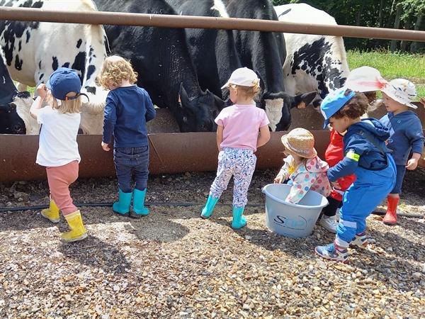 Nourrir les vaches