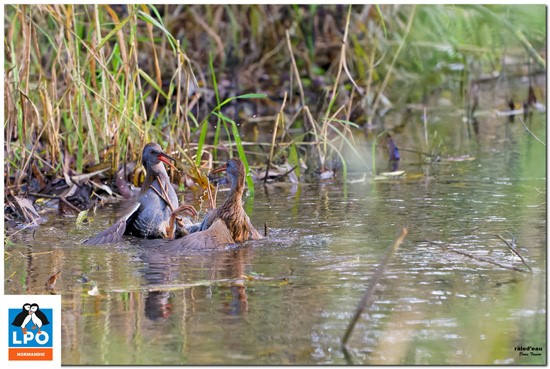 Sortie nature : Les oiseaux des plans d'eau de Rolleville