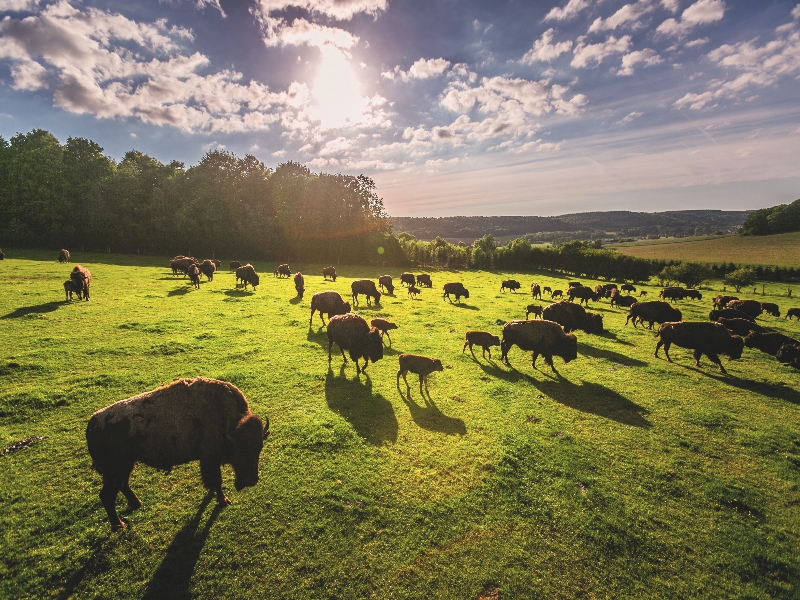 Rêves de bisons