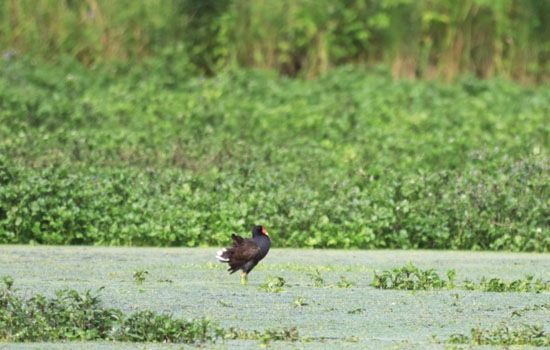 Sortie nature : La vie foisonnante des cressonnières
