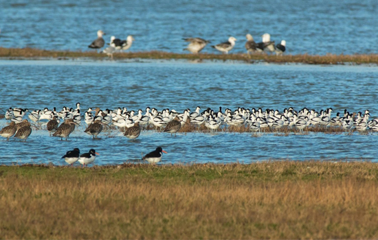 Sortie nature : Les oiseaux d'eau d'ici et d'ailleurs