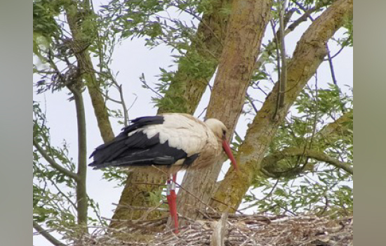 Sortie nature : Les oiseaux nicheurs dans l'Estuaire de la Seine