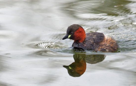 Sortie nature : Les oiseaux des Plans d'eau de Rolleville