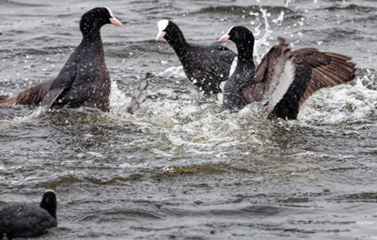 Sortie nature : Les oiseaux du Parc Jardin de la Sente des Rivières