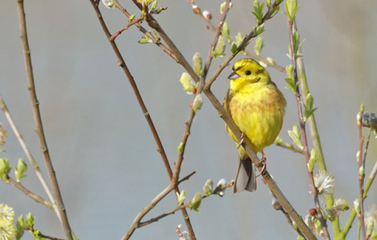 Sortie nature : Les Oiseaux nicheurs des bassins d'Octeville-sur-Mer