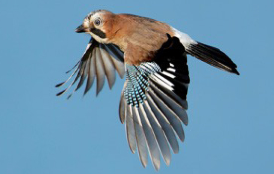 Sortie nature : Les Oiseaux des bords de falaise, sédentaires et migrateurs sur le plateau de Dollem