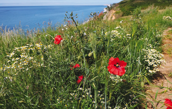 Parc des falaises
