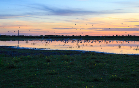 Le marais au crépuscule