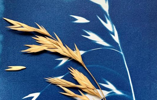 Atelier : Cyanotype végétal