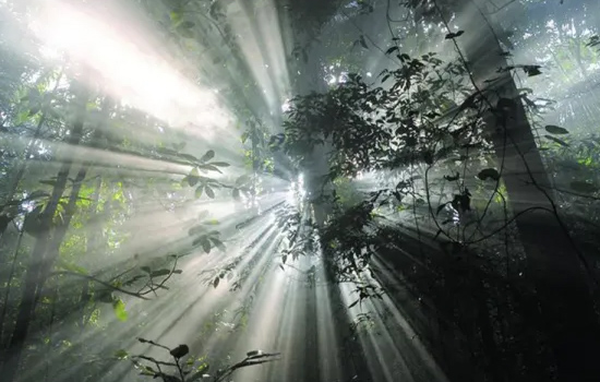 Projection : Il était une forêt