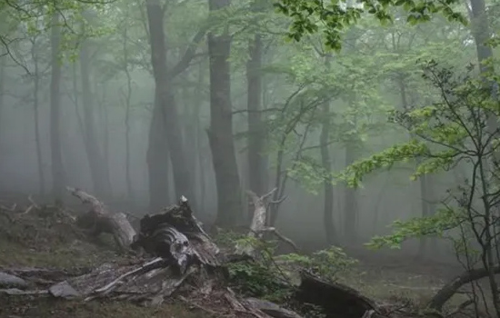 Conférence : L'équilibre des forêts