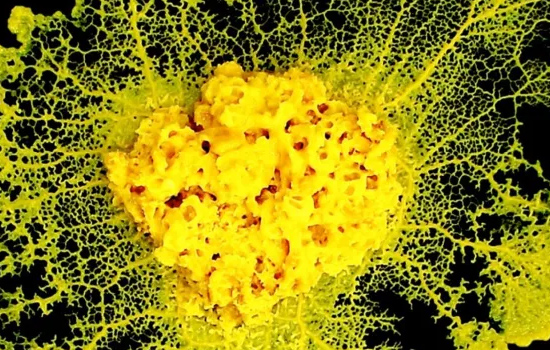 Conférence : Le blob - de la forêt à l'espace, l'incroyable parcours d'un organisme unicellulaire