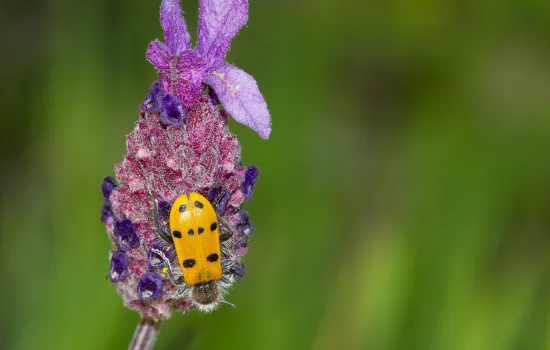 Balade : Équilibres entre santé et biodiversité