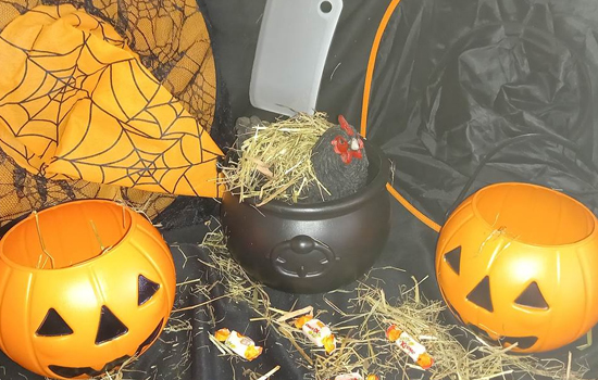 Atelier Halloween
