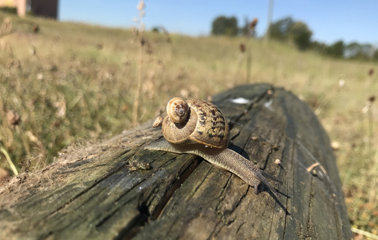 Escargot