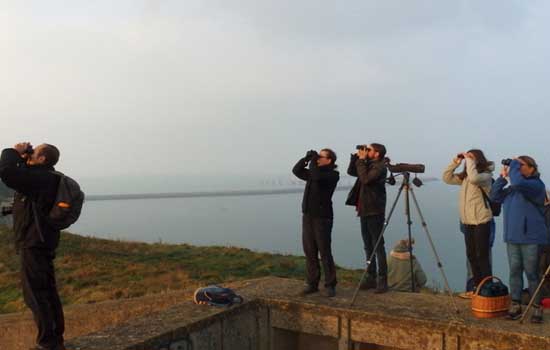 Sortie nature : Suivi de la migration