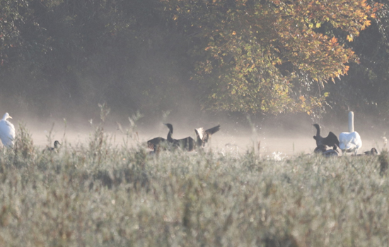 Sortie nature : Les oiseaux d'ici et d'ailleurs
