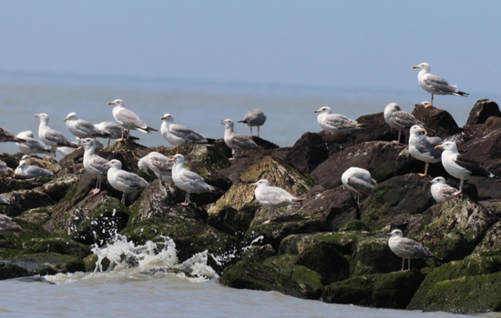 La vie des goélands, entre ville et nature