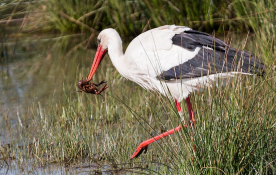 Sortie nature : L’estuaire de la Seine