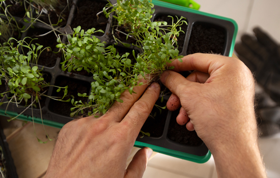 Atelier participatif : Le bouturage des plantes aromatiques