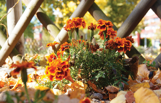 Atelier participatif : Jardinières automnales