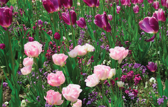 Le premier printemps