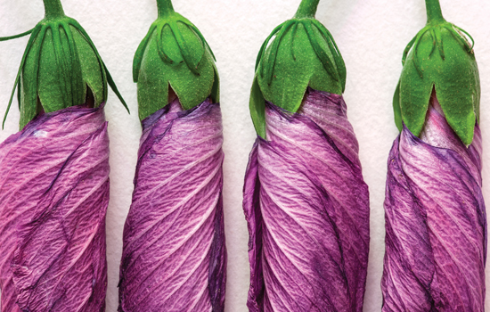 Exposition : In Vivo - Laurent Bessol