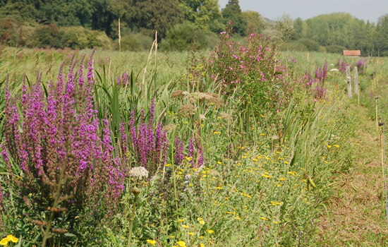 Sortie nature : Domaine du Colmoulins