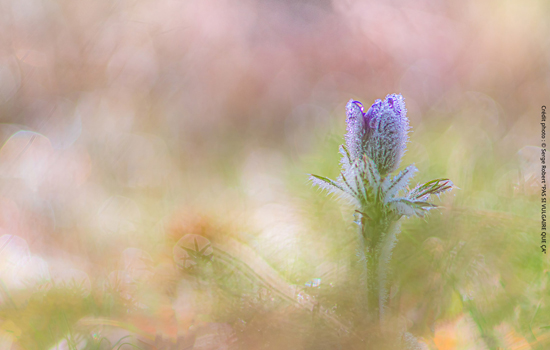 Festival : Spot Nature 2026