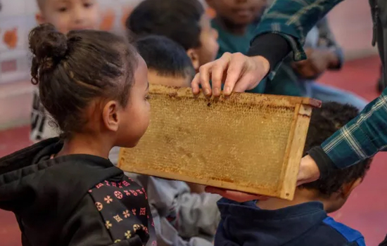 Atelier : Les secrets des abeilles