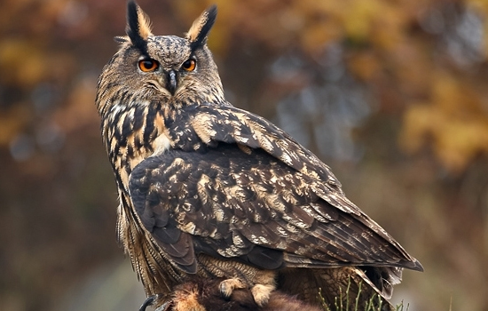 Sortie nature : Sur les traces du Grand-Duc d'Europe