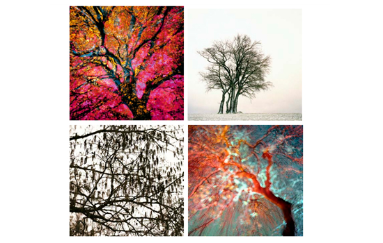 Exposition - Racines Célestes mastO