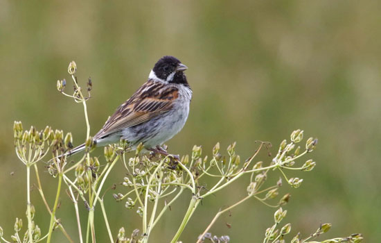 Les Oiseaux nicheurs des bassins d'Octeville-sur-Mer