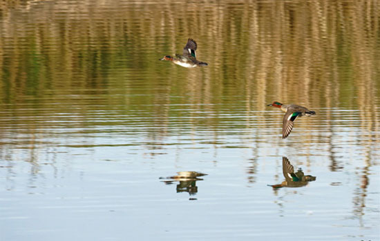 Les Oiseaux nicheurs des bassins d'Octeville sur mer