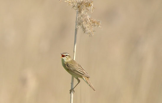 Mercredi nature de l'été : À l'écoute de l'estuaire